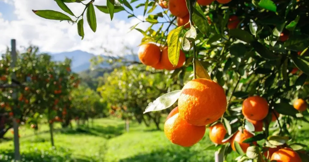 orange blossom honey benefits
