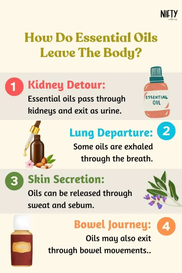 How Long Essential Oils Last In The Body & How They Leave - Nifty Wellness