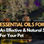 essential oils for fleas