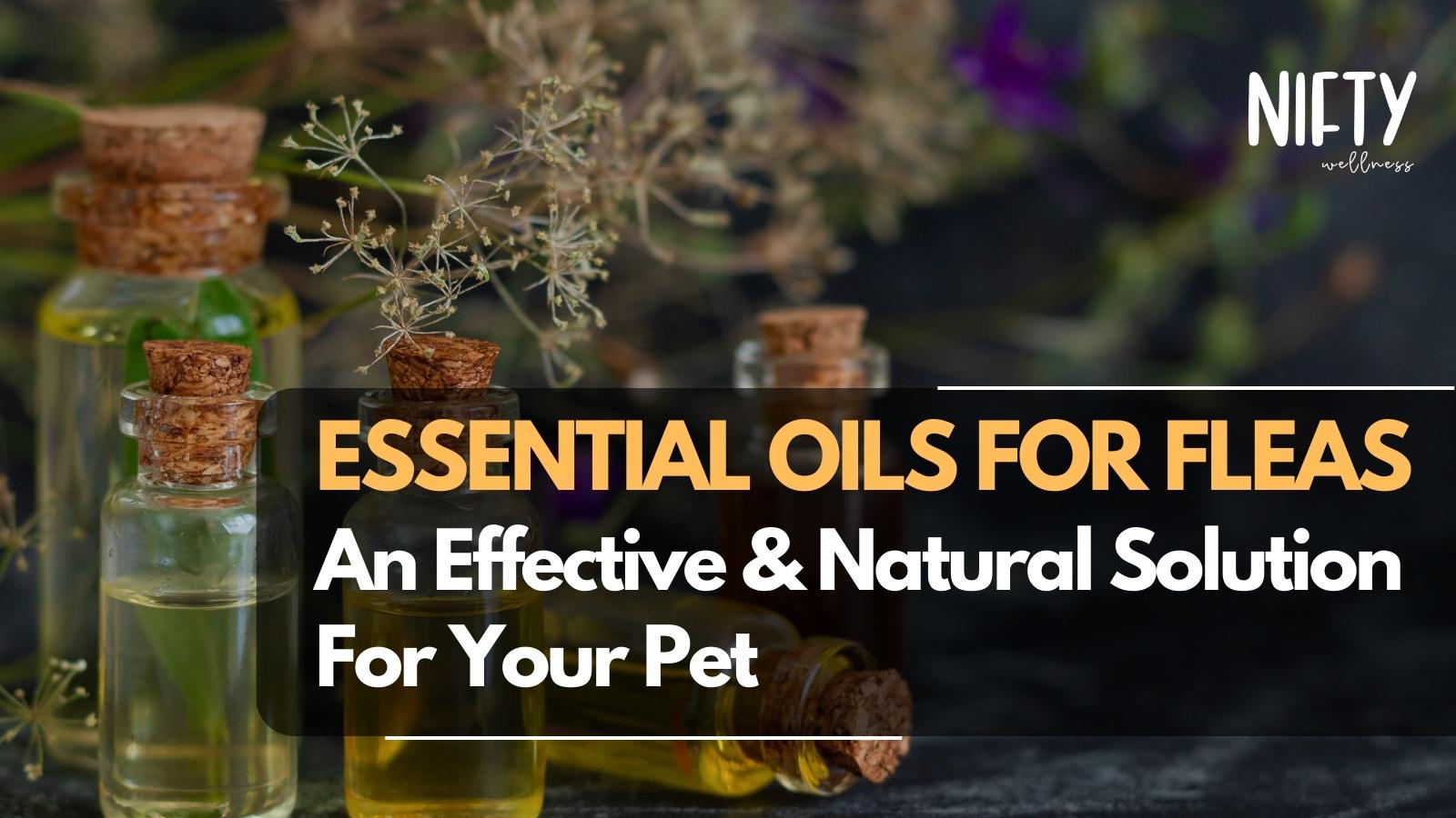 Essential Oils for Fleas Natural Solutions Nifty Wellness