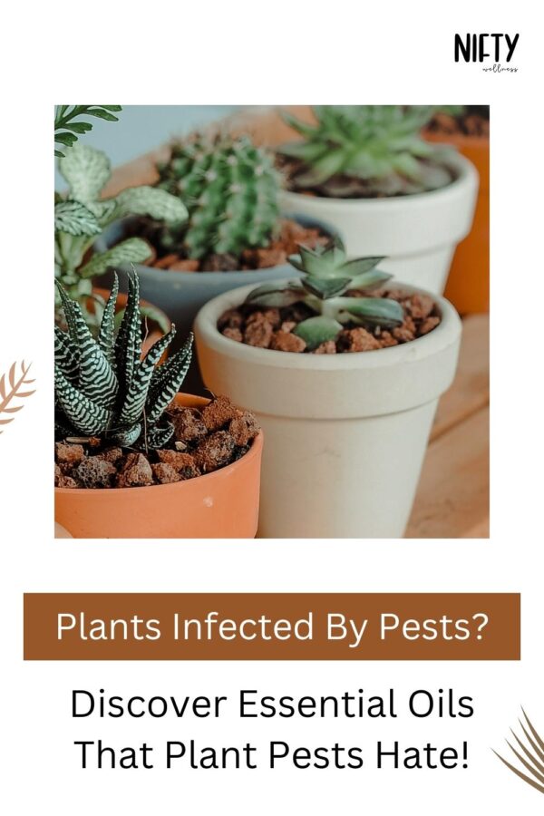 11+ Essential Oils For Plants Growth & More Nifty Wellness