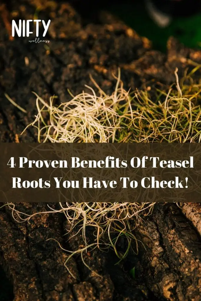 4 Proven Benefits Of Teasel Roots You Have To Check!